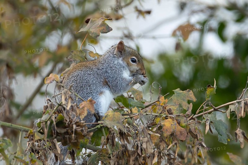 Grey squirrel (Sciurus carolinensis) adult mammal eating Field maple tree seeds in autumn, England, United Kingdom