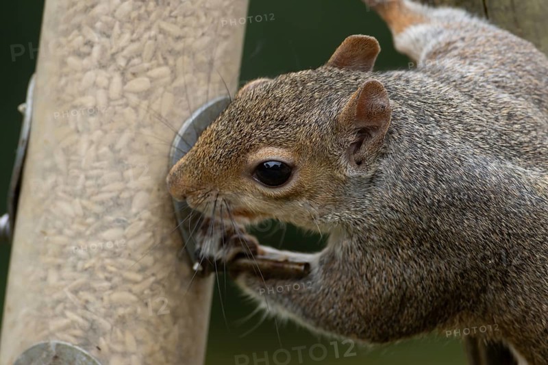 Grey squirrel (Sciurus carolinensis) adult mammal eating sunflower seed hearts from a garden bird feeder, England, United Kingdom