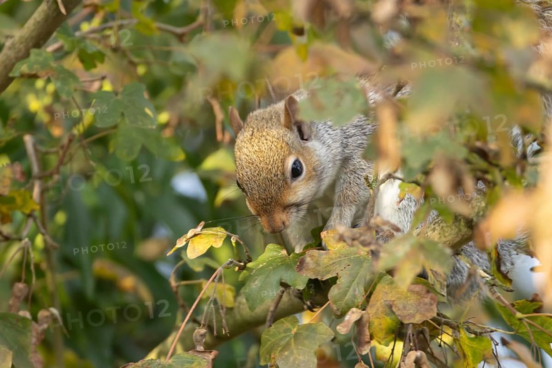 Grey squirrel (Sciurus carolinensis) adult mammal collecting Field maple tree seeds in autumn, England, United Kingdom
