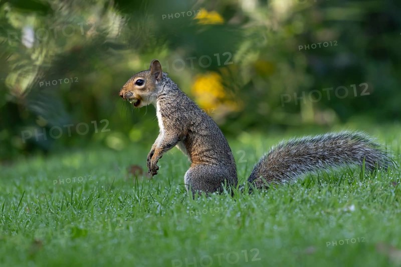 Grey squirrel (Sciurus carolinensis) adult mammal with a hazelnut in its mouth in autumn, England, United Kingdom