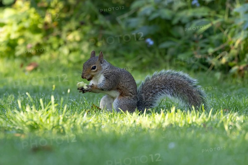 Grey squirrel (Sciurus carolinensis) adult mammal with a hazel nut its about to bury in a garden grass lawn in autumn, England, United Kingdom