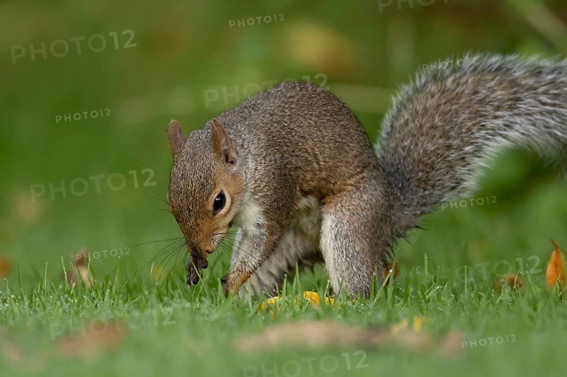 Grey squirrel (Sciurus carolinensis) adult mammal burying nuts in a garden grass lawn in autumn, England, United Kingdom