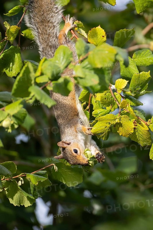 Grey squirrel (Sciurus carolinensis) adult mammal collecting hazelnut tree nuts in autumn, England, United Kingdom