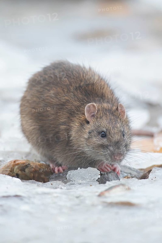 Brown rat (Rattus norvegicus) adult rodent mammal eating seed on frozen ground in winter, England, United Kingdom