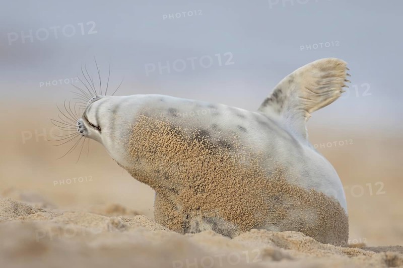 Grey seal (Halichoerus grypus) adult marine mammal stretching on a beach in winter, England, United Kingdom