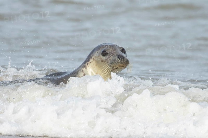 Grey seal (Halichoerus grypus) adult marine mammal swimming in the sea, England, United Kingdom