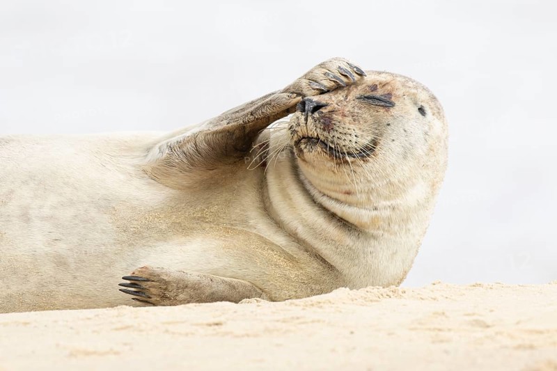 Common or Harbour or Habor seal (Phoca vitulina) adult marine mammal resting on a beach, England, United Kingdom
