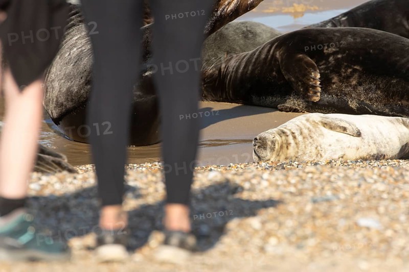 Grey seal (Halichoerus grypus) adult marine mammal sleeping on a beach with people close by, England, United Kingdom