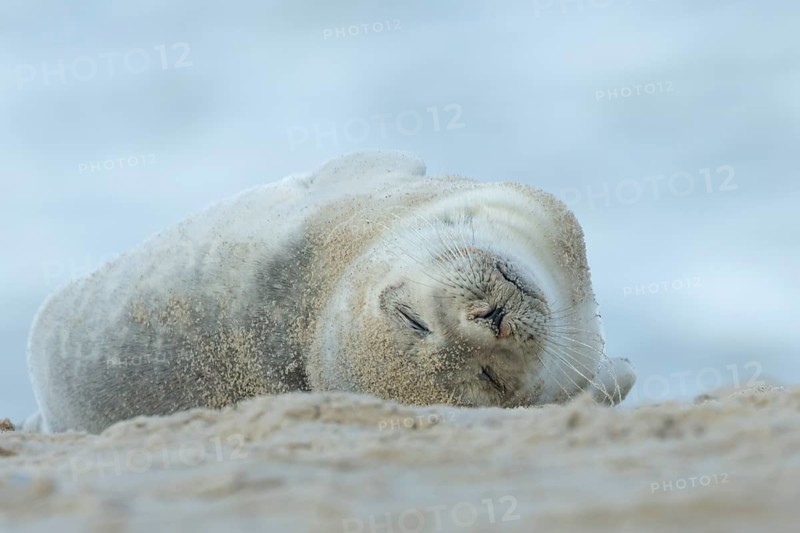 Common or Harbour or Habor seal (Phoca vitulina) adult marine mammal sleeping on a beach, England, United Kingdom