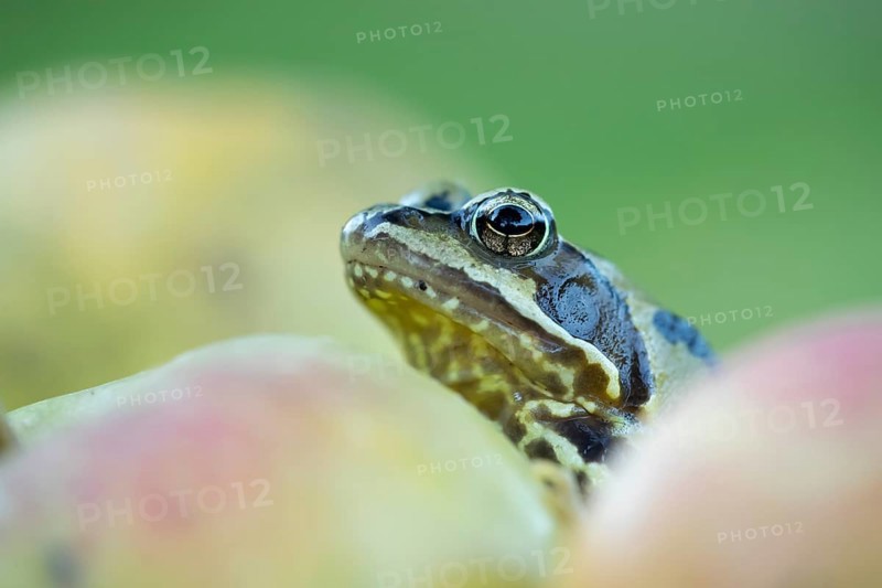 Common frog (Rana temporaria) adult amphibian amongst fallen apples fruit in a garden in autumn, England, United Kingdom