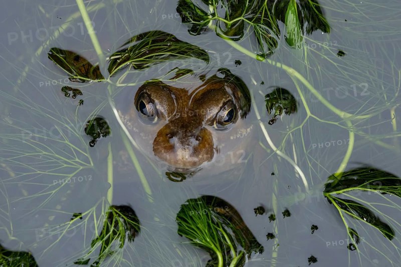 Common frog (Rana temporaria) adult amphibian on the water surface of a garden pond, England, United Kingdom