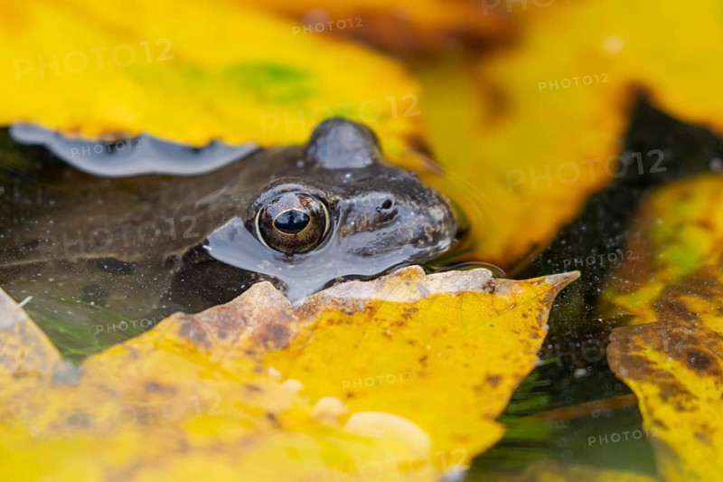 Common frog (Rana temporaria) adult amphibian on the water surface of a garden pond with fallen autumn leaves, England, United Kingdom