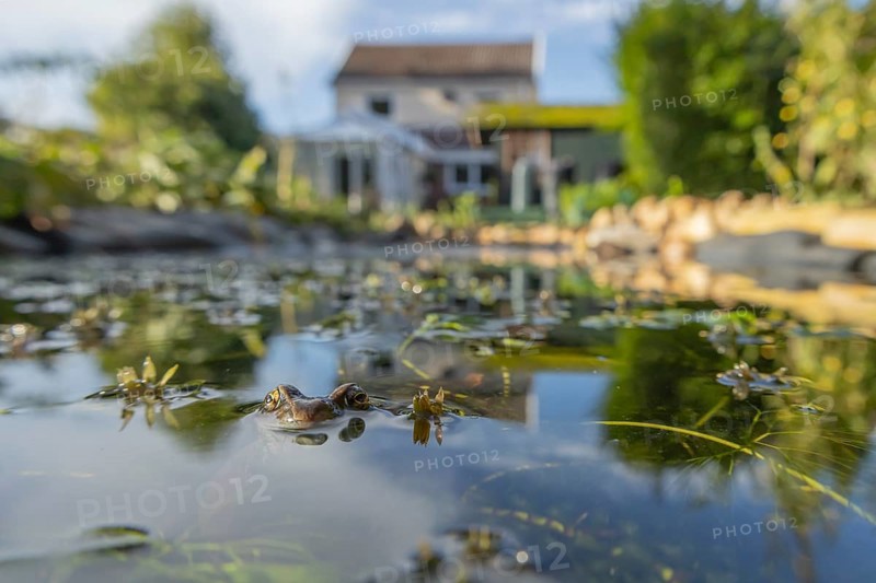 Common frog (Rana temporaria) adult amphibian on the water surface of a garden pond with a house in the background, England, United Kingdom