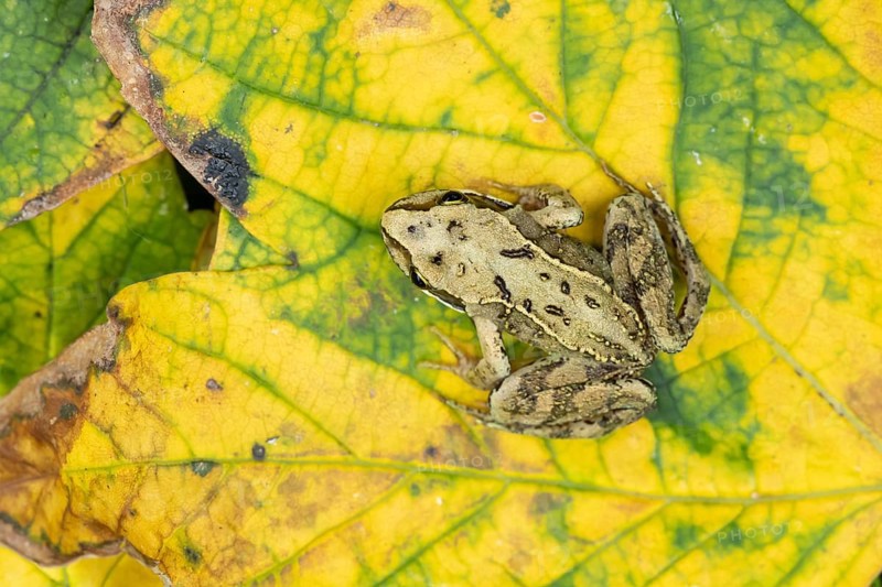 Common frog (Rana temporaria) juvenile baby froglet amphibian on fallen autumn leaves in a garden, England, United Kingdom