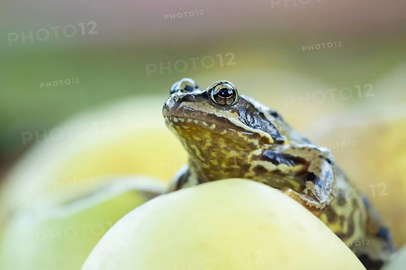 Common frog (Rana temporaria) adult amphibian on a fallen apple fruit in a garden in autumn, England, United Kingdom