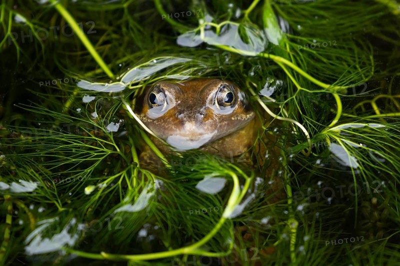 Common frog (Rana temporaria) adult amphibian on the water surface of a garden pond amongst pond weed, England, United Kingdom