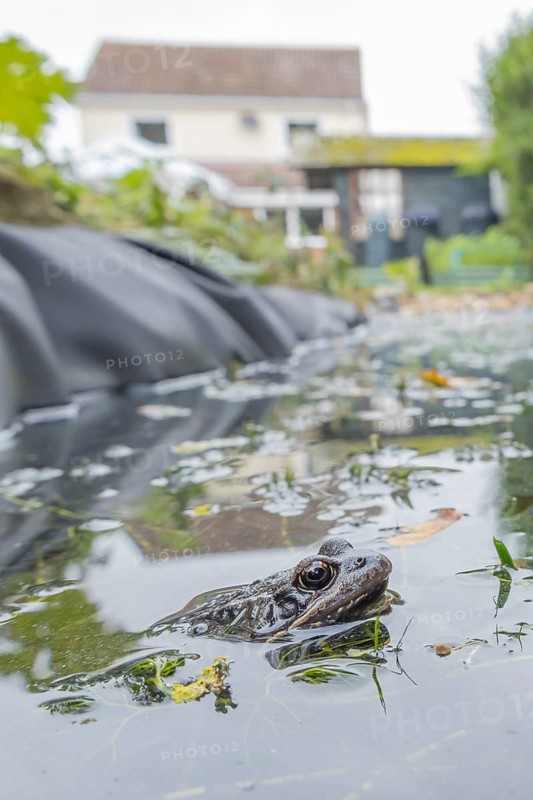 Common frog (Rana temporaria) adult amphibian on the water surface of a garden pond with a house in the background, England, United Kingdom
