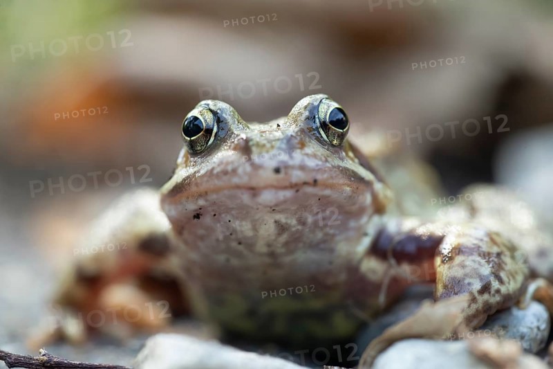 Common frog (Rana temporaria) adult amphibian in a garden in summer, England, United Kingdom