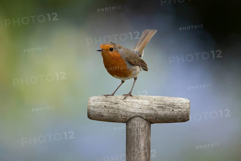 European robin (Erithacus rubecula) adult garden bird on a fork handle in spring, England, United Kingdom