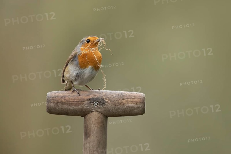 European robin (Erithacus rubecula) adult garden bird with nesting material in its beak on a fork handle in spring, England, United Kingdom