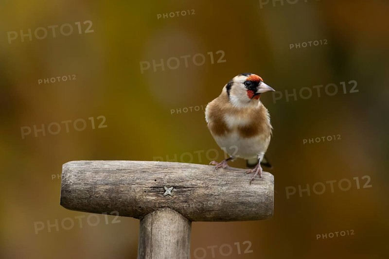 European goldfinch (Carduelis carduelis) adult garden bird on a fork handle in autumn, England, United Kingdom