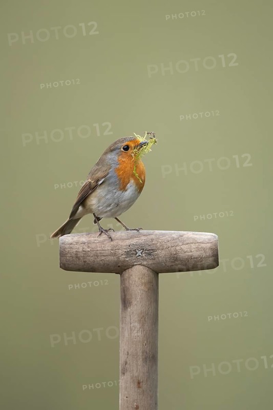 European robin (Erithacus rubecula) adult garden bird with nesting material in its beak on a fork handle in spring, England, United Kingdom