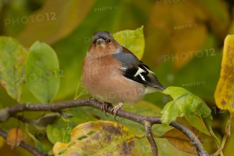 Eurasian chaffinch (Fringilla coelebs) adult male garden bird in a Magnolia tree with autumn colour leaves, England, United Kingdom