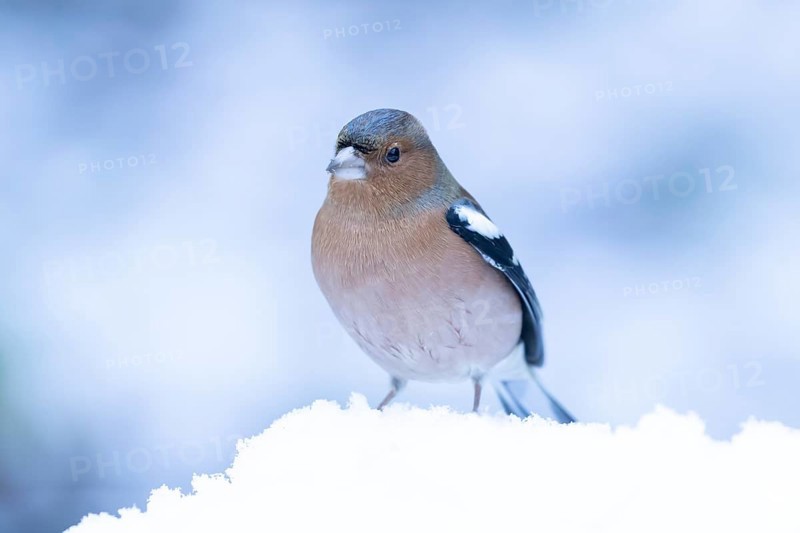 Eurasian chaffinch (Fringilla coelebs) adult male garden bird in snow in winter, England, United Kingdom