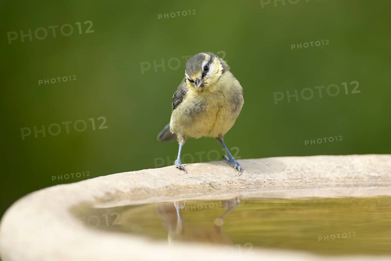 Blue tit (Cyanistes caeruleus) juvenile garden bird on a bird bath in summer, England, United Kingdom