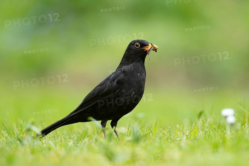 Eurasian blackbird (Turdus merula) adult male garden bird collecting grubs for food from a grass lawn in spring, England, United Kingdom