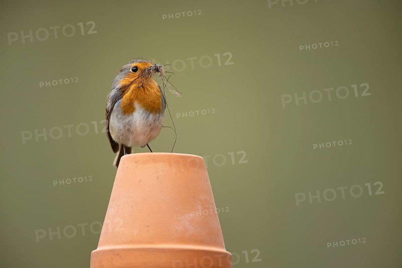 European robin (Erithacus rubecula) adult garden bird with nesting material in its beak on a plant pot in spring, England, United Kingdom