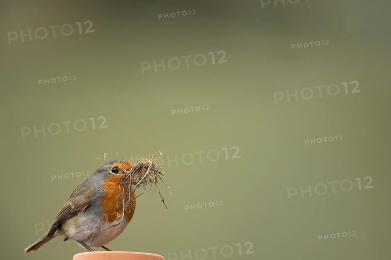 European robin (Erithacus rubecula) adult garden bird with nesting material in its beak in spring, England, United Kingdom