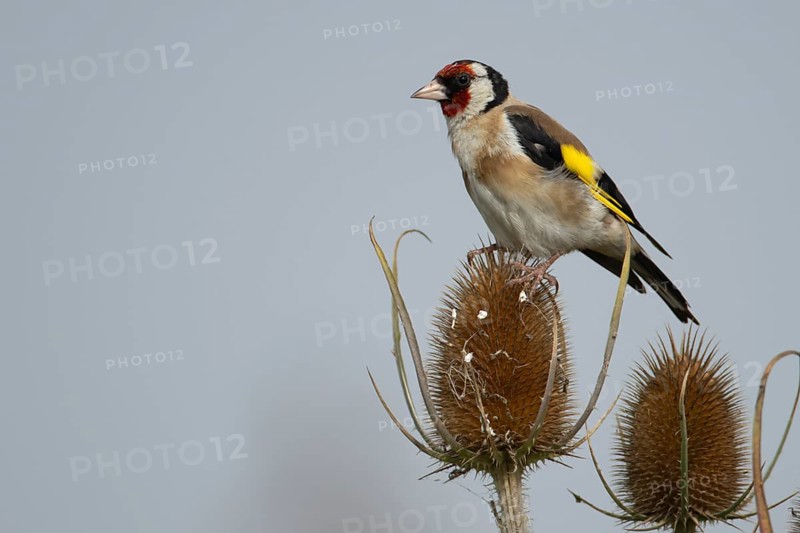 European goldfinch (Carduelis carduelis) adult garden bird on a Teasel seedhead in autumn, England, United Kingdom