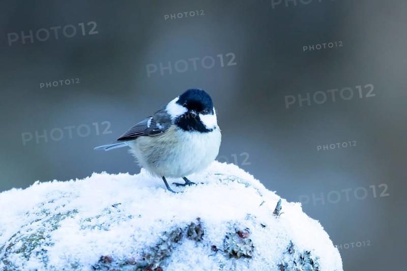 Coal tit (Periparus ater) adult garden bird on snow in winter, England, United Kingdom