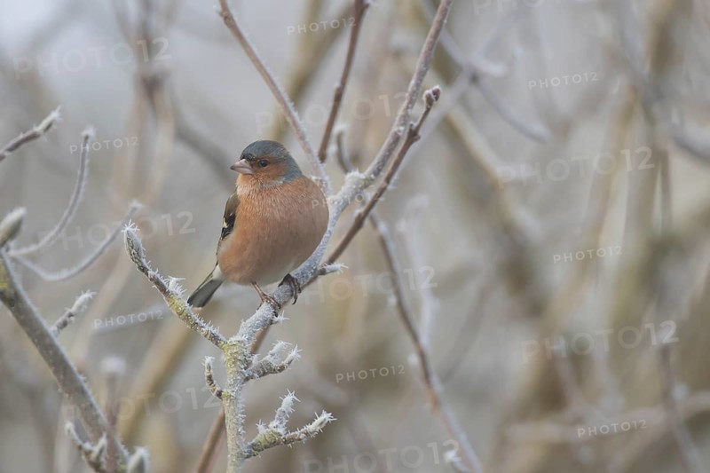 Eurasian chaffinch (Fringilla coelebs) adult male garden bird in a frost covered tree in winter, England, United Kingdom