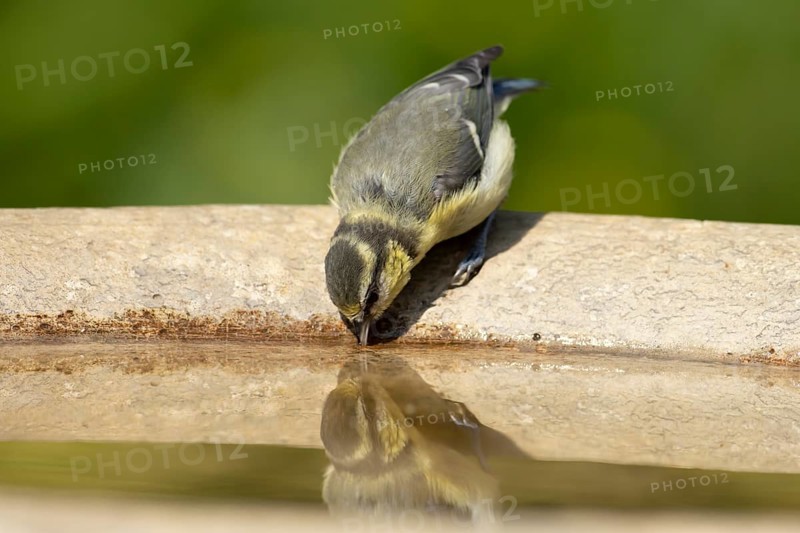 Blue tit (Cyanistes caeruleus) juvenile garden bird drinking water from a bird bath in summer, England, United Kingdom