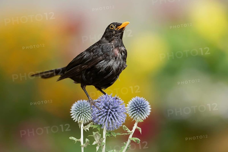 Euasian blackbird (Turdus merula) adult male garden bird on Globe thistle flowers in summer, England, United Kingdom