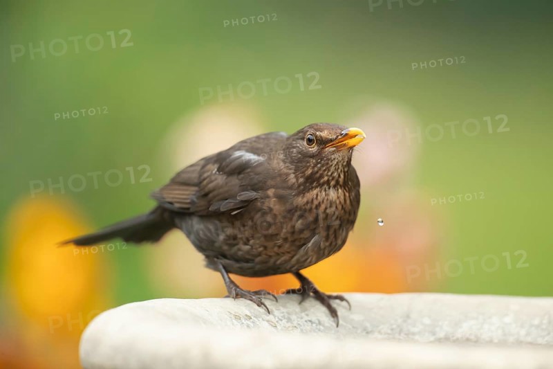 Eurasian blackbird (Turdus merula) adult female garden bird drinking water from a bird bath in spring, England, United Kingdom