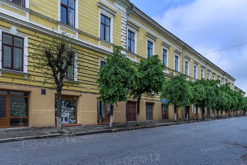 Young linden tree alley on a residential street, Czernowicz, Ukraine