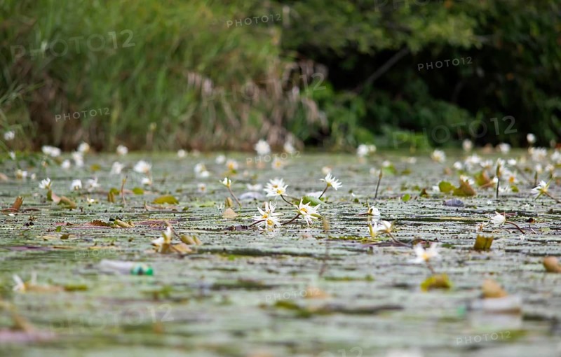 European white water lilies (Nymphaea alba) on the Rio Dulce, Livingston, Departamento Izabal, Guatemala