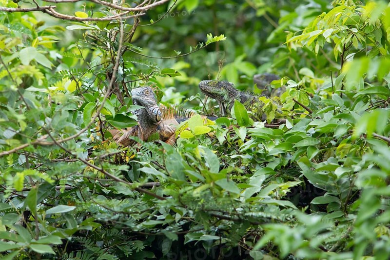 Green iguana (Iguana iguana) in the bushes by the Rio Dulce river, Livingston, Departamento Izabal, Guatemala