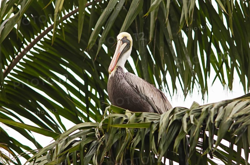 Brown pelican (Pelecanus occidentalis) on a palm tree at the Rio Dulce, Livingston, Departamento Izabal, Guatemala
