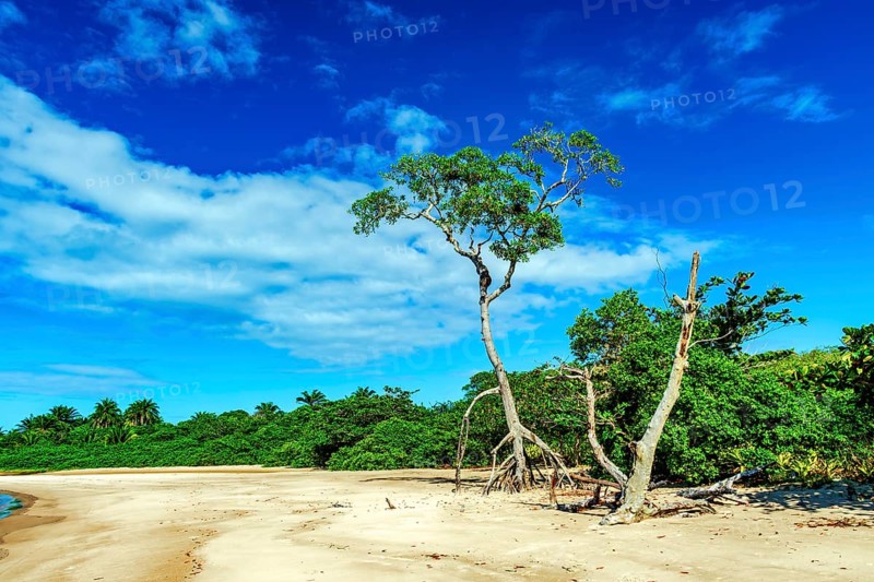 Typical Typical vegetation of the northeastern coast of Brazil on Sargi beach in Serra Grande, Bahia.l on Sargi beach in Serra Grande, Bahia, Sargi beach, Serra Grande, Bahia, Brazil