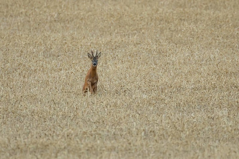 Roe deer (Capreolus capreolus) adult male roebuck buck mammal running through a farmland wheat field in summer, England, United Kingdom