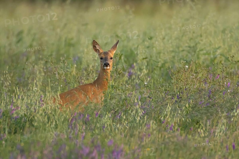 Roe deer (Capreolus capreolus) adult female doe animal in a farmland field in summer, England, United Kingdom
