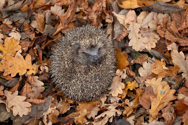 European hedgehog (Erinaceus europaeus) adult mammal sleeping during hibernation on fallen autumn colour leaves, England, United Kingdom