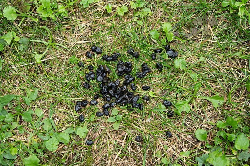 Muntjac deer (Muntiacus reevesi) droppings or poo on a garden grass lawn, England, United Kingdom