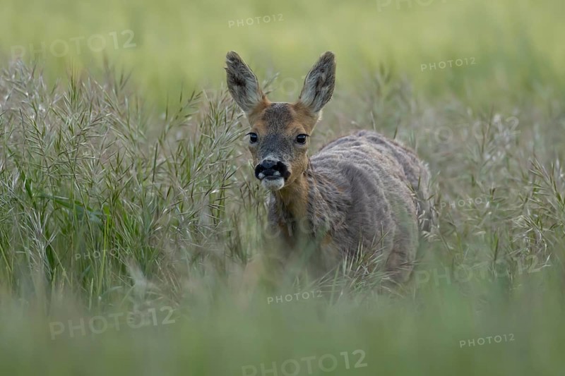 Roe deer (Capreolus capreolus) adult female doe animal in a farmland cereal field in summer, England, United Kingdom