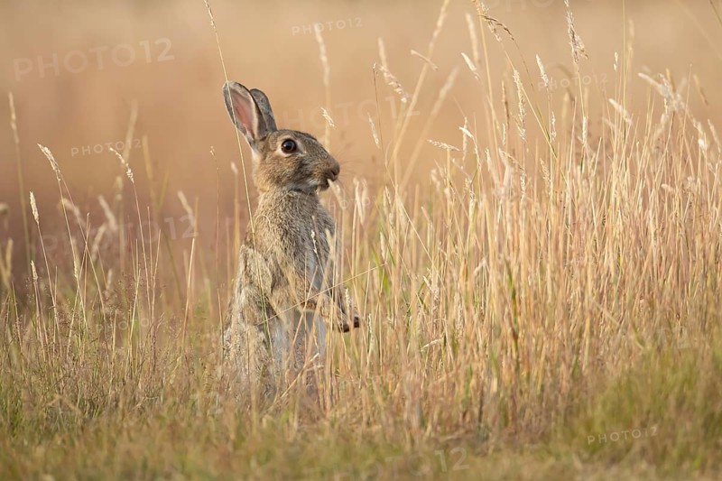 European rabbit (Oryctolagus cuniculus) adult wild mammal feeding in long grass in summer, England, United Kingdom