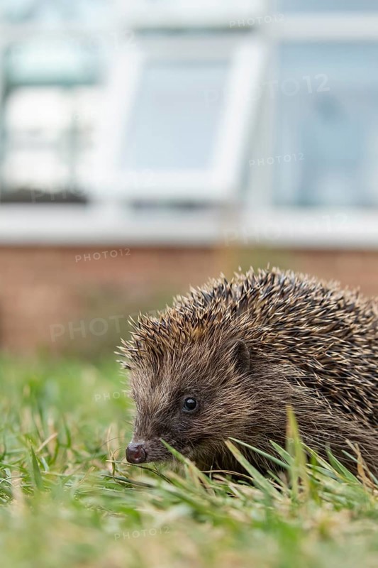 European hedgehog (Erinaceus europaeus) adult mammal on a garden grass lawn with a house in the background in summer, England, United Kingdom